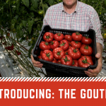 Goutini tomato