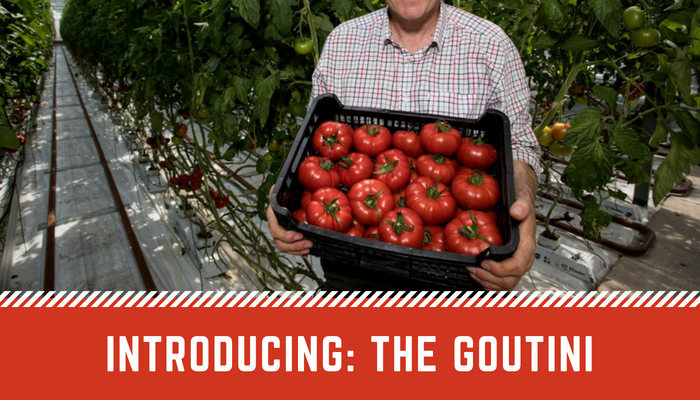 Goutini tomato