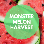 Monster Melon Harvest