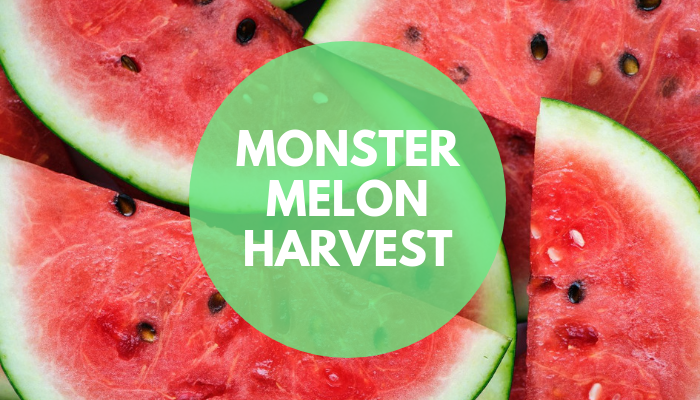 Monster Melon Harvest