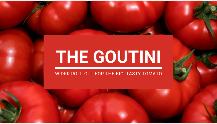 The Goutini