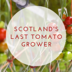 Scotland's Last Tomato Grower