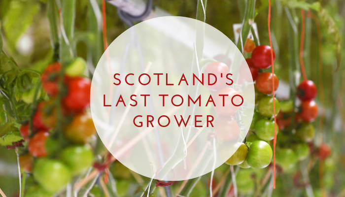 Scotland's Last Tomato Grower