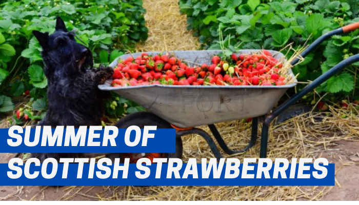 Summer of Scottish strawberries